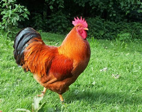 New Hampshire Rooster for Free