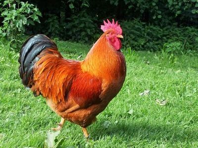 New Hampshire Rooster for Free