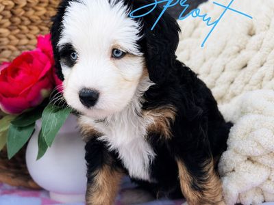 Rare Blue EYED Bernedoodles!!