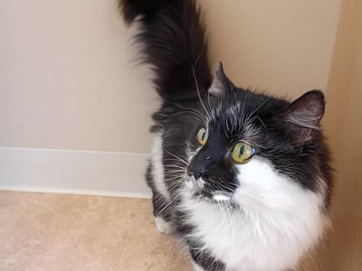 Hello my name is Lynx