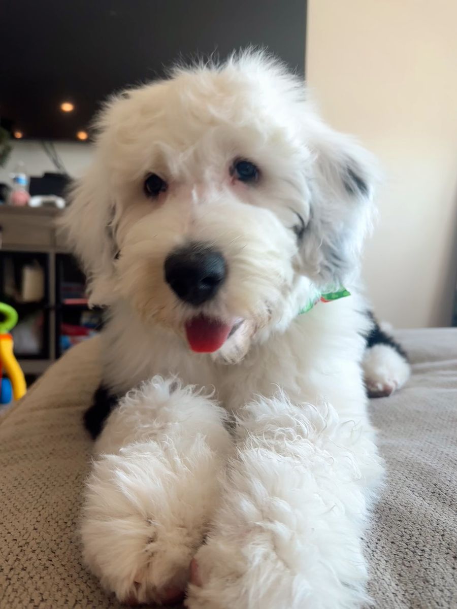 Puppy for sale (Old English Sheepdog)