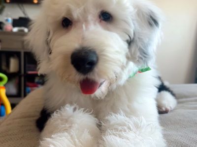 Puppy for sale (Old English Sheepdog)