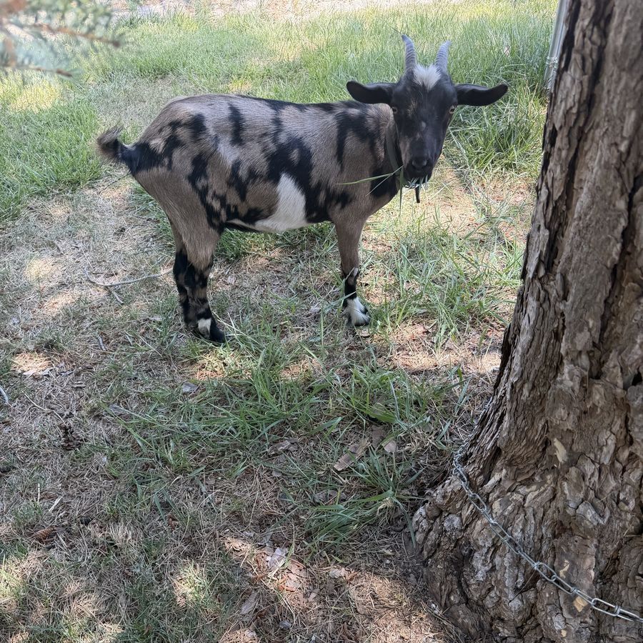 Nigerian Dwarf Goat (Doe)