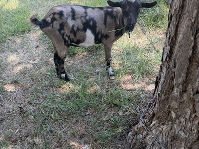 Nigerian Dwarf Goat (Doe)