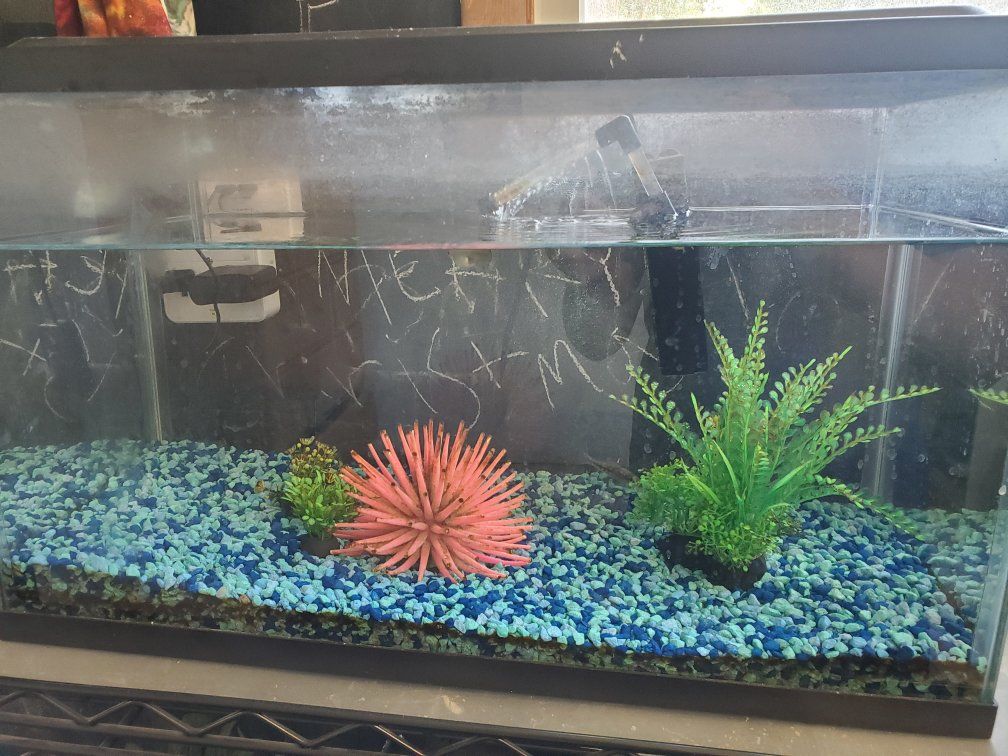 Fish Tank 10 Gal