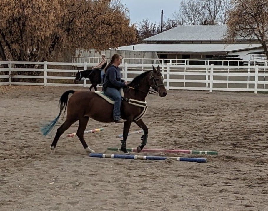 2003 Registered Half Arabian Mare: Lesson Horse