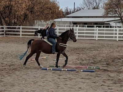 2003 Registered Half Arabian Mare: Lesson Horse