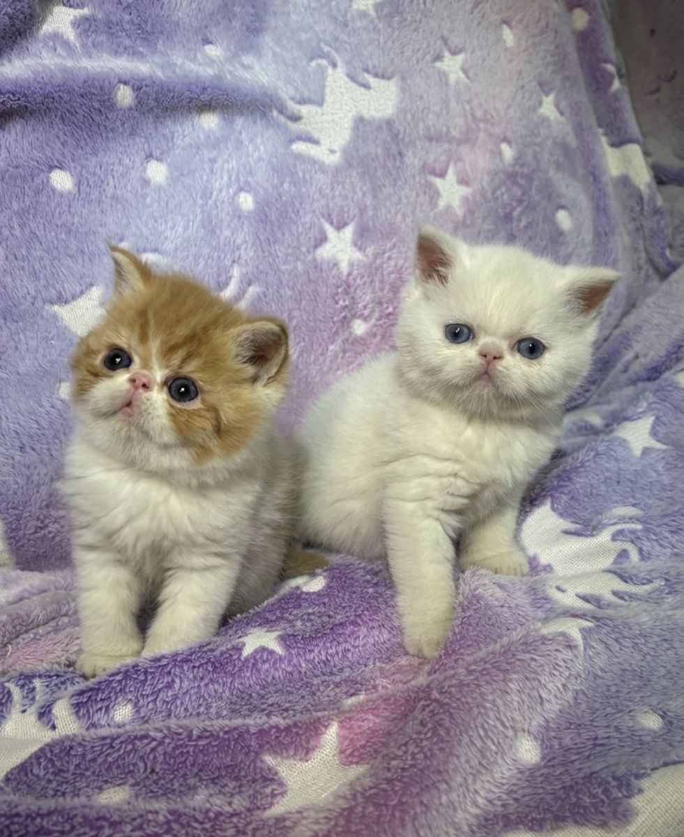 CFA Registered Persian Kittens