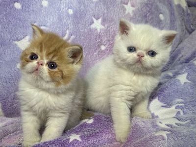 CFA Registered Persian Kittens