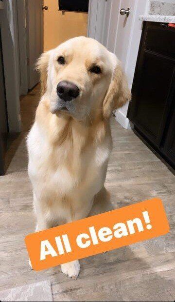 AKC GOLDEN RETRIEVER STUD