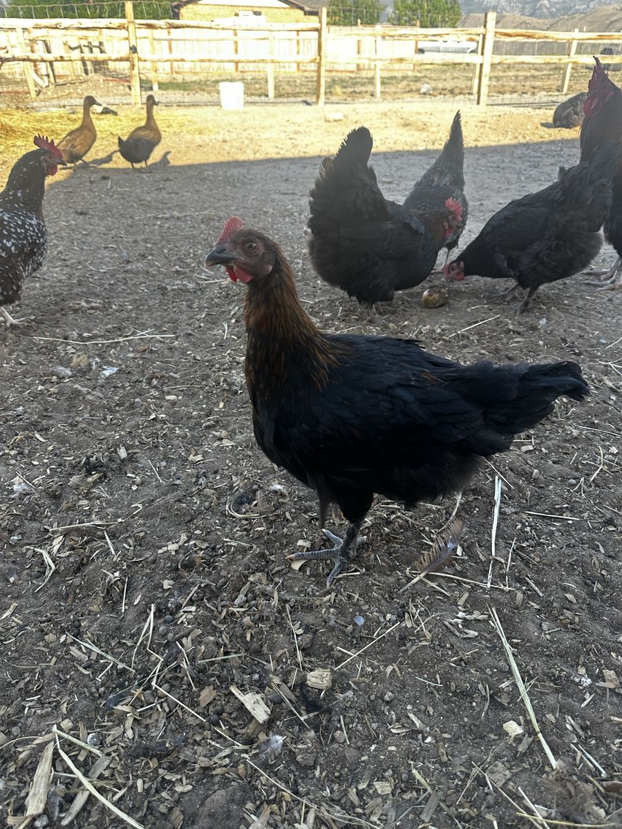 9 Dark Egg Roosters