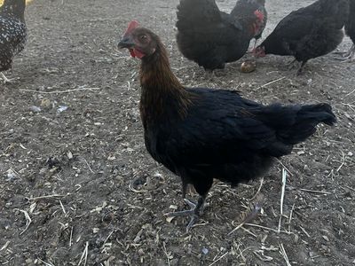 9 Dark Egg Roosters
