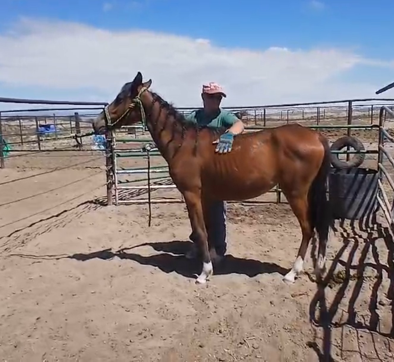 Hackney pony mare