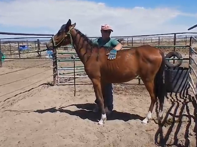 Hackney pony mare