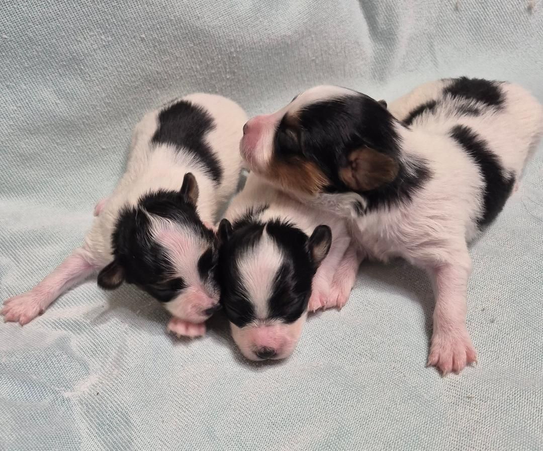 AKC PUREBRED PAPILLON BUTTERFLY PUPPIES