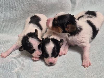 AKC PUREBRED PAPILLON BUTTERFLY PUPPIES