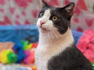 Hello my name is Diver