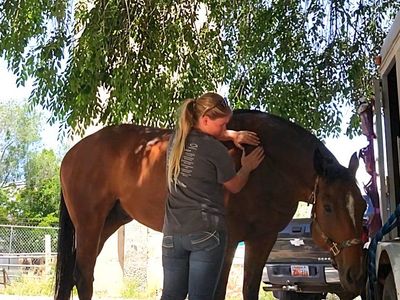 Equine Bodywork & Conditioning