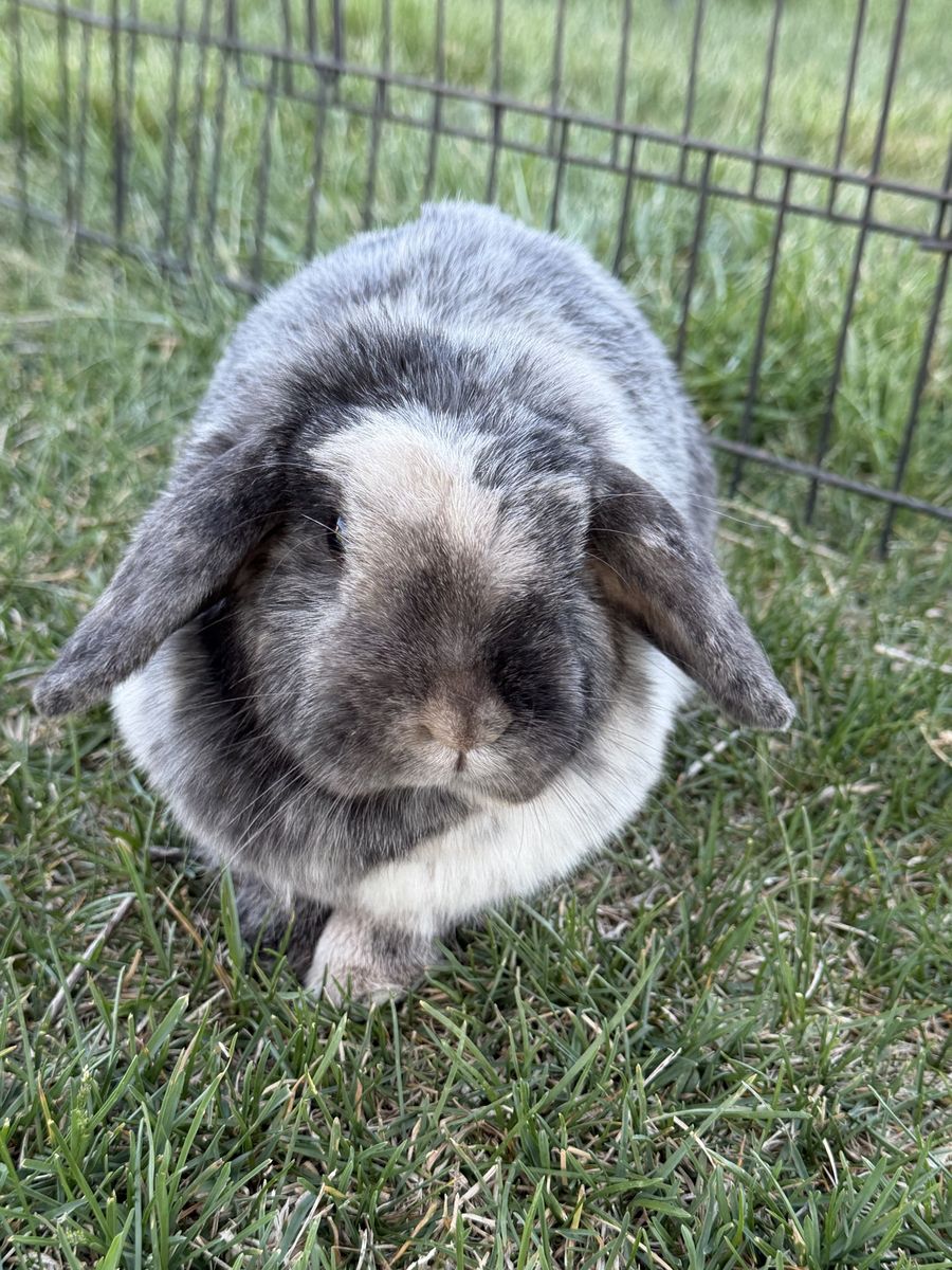 Purebred Holland Lop Doe