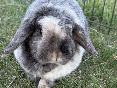 Purebred Holland Lop Doe
