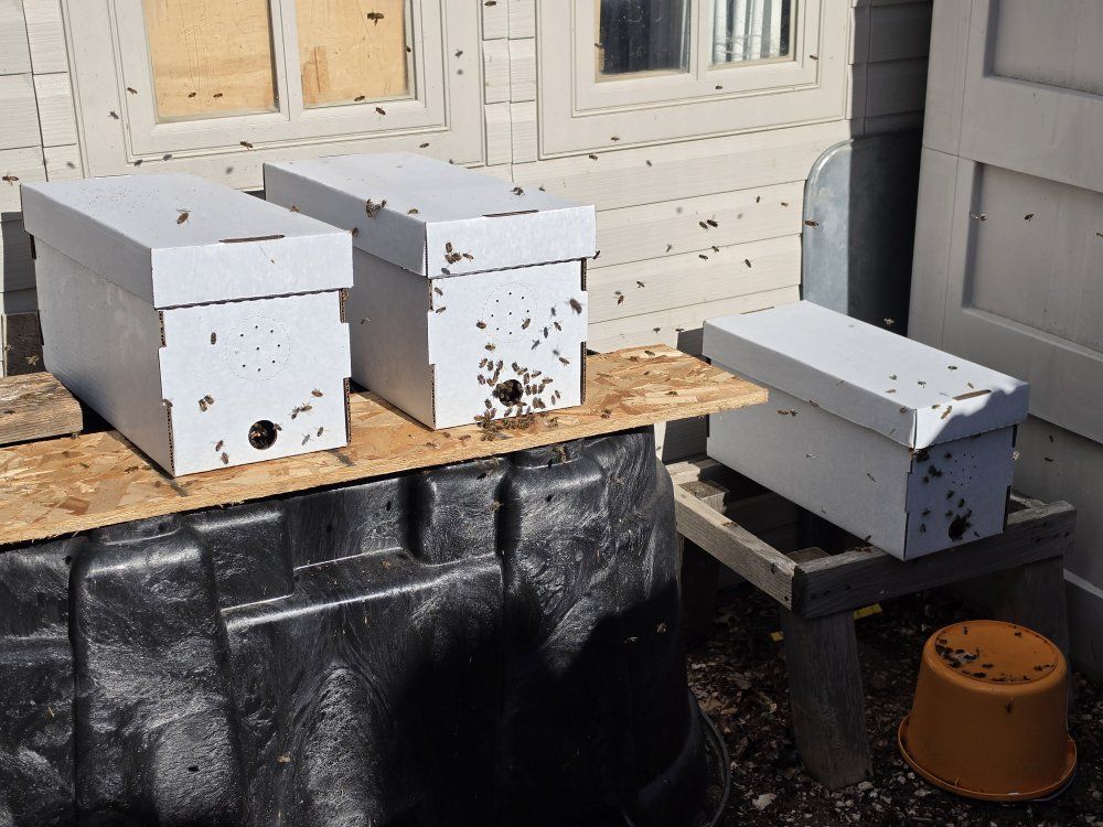 Honey Bee Nuc Beehive