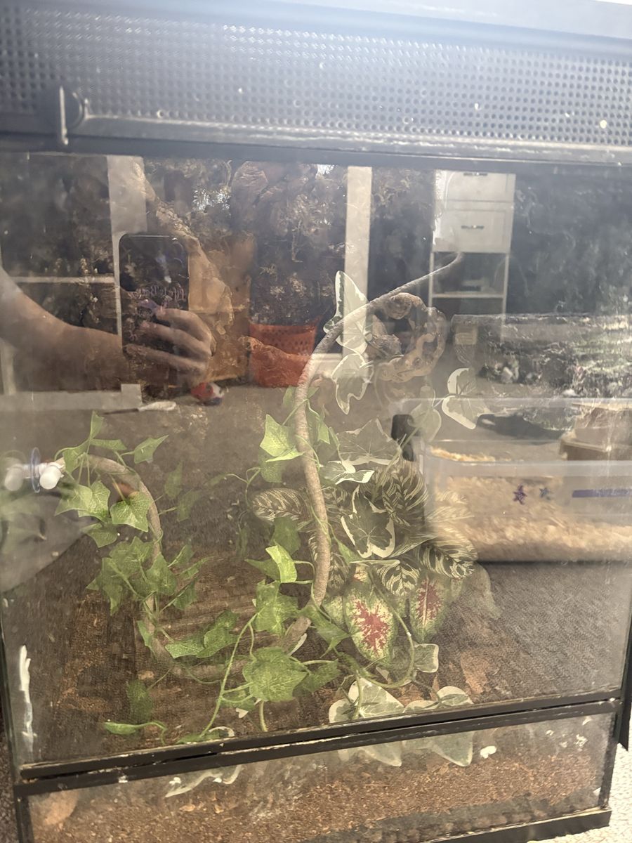 Female gargoylegecko (priceNOT firm send an offer)