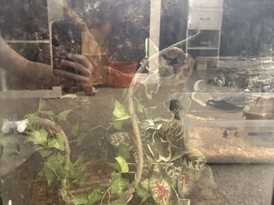 Female gargoylegecko (priceNOT firm send an offer)