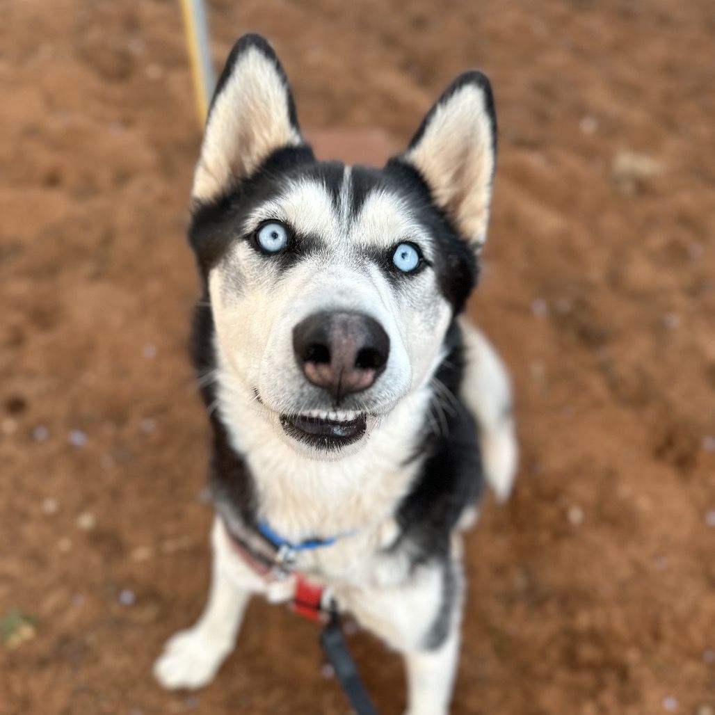 Hello my name is Maverick