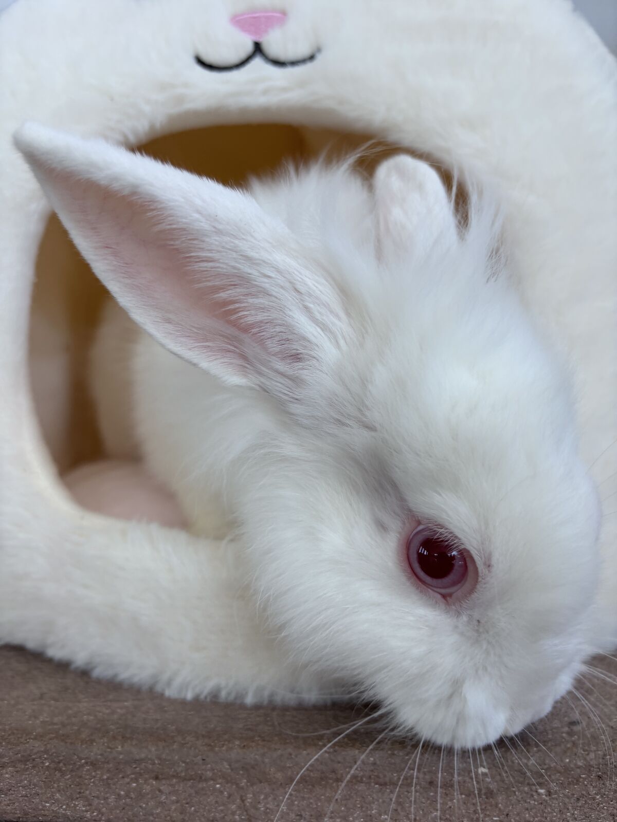 Playful Male Lionhead Bunny