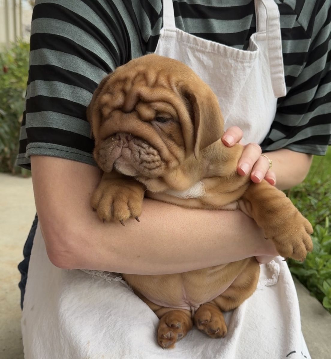 English Bulldog Puppies Available