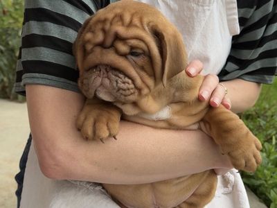 English Bulldog Puppies Available