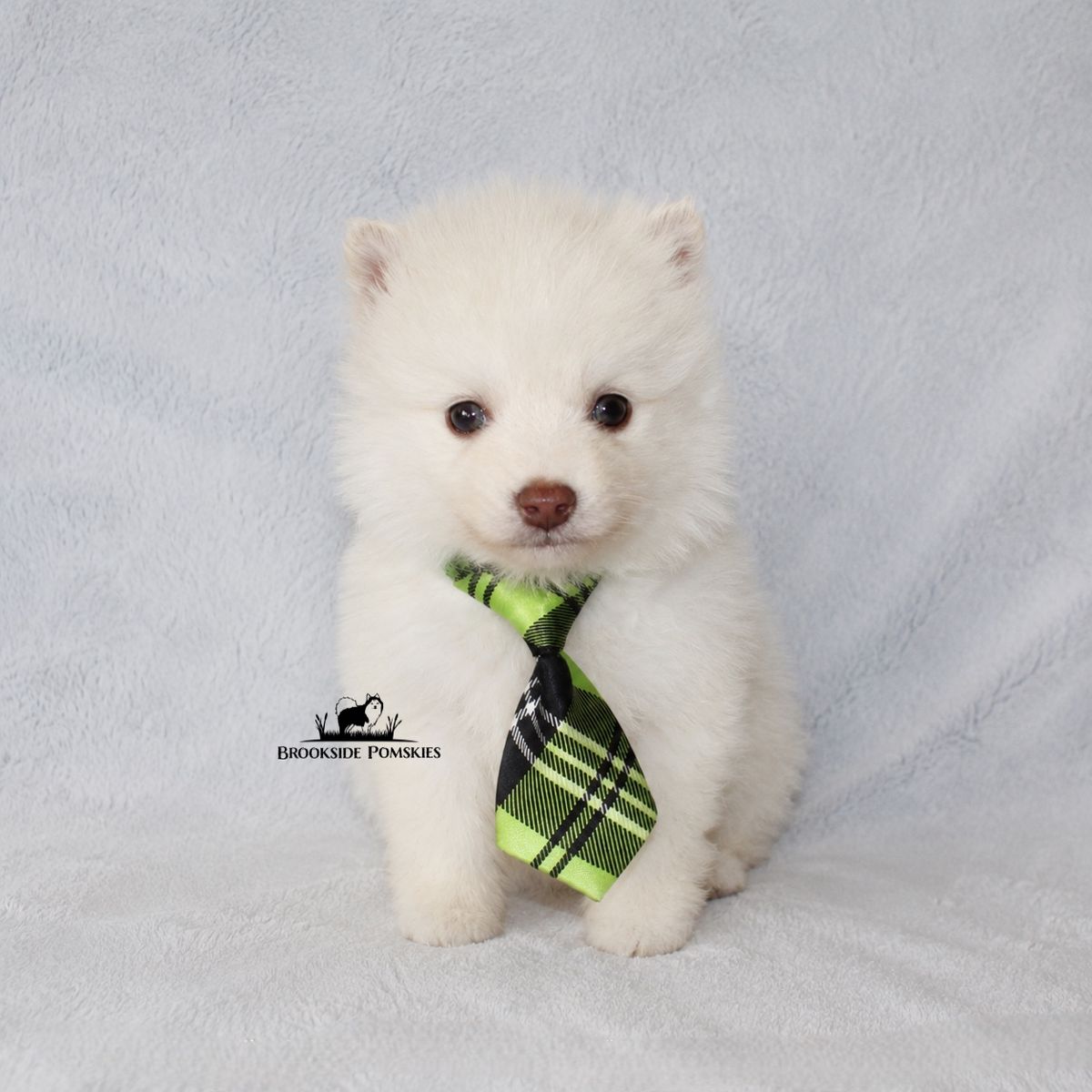 Potty Trained Pomsky Puppy Pomeranian Siberian Husky Mix