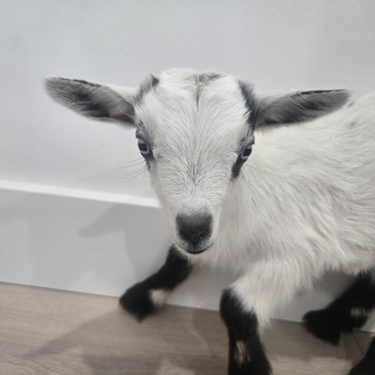 Blue Eyed Nigerian Dwarf Goat Buckling – Ready July 30th