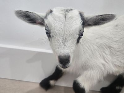 Blue Eyed Nigerian Dwarf Goat Buckling – Ready July 30th