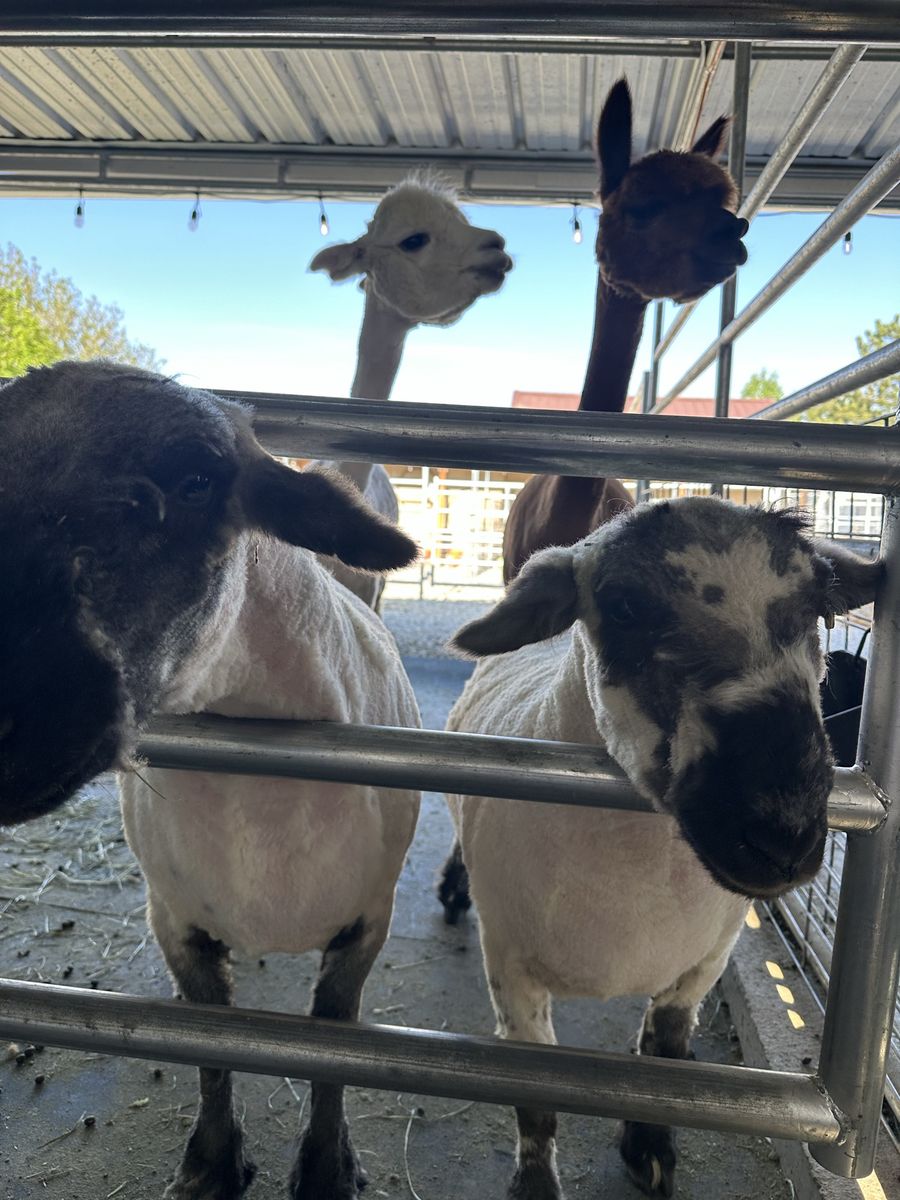Valais Blacknose Sheep/Babydoll Mix