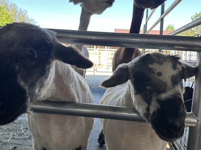 Valais Blacknose Sheep/Babydoll Mix