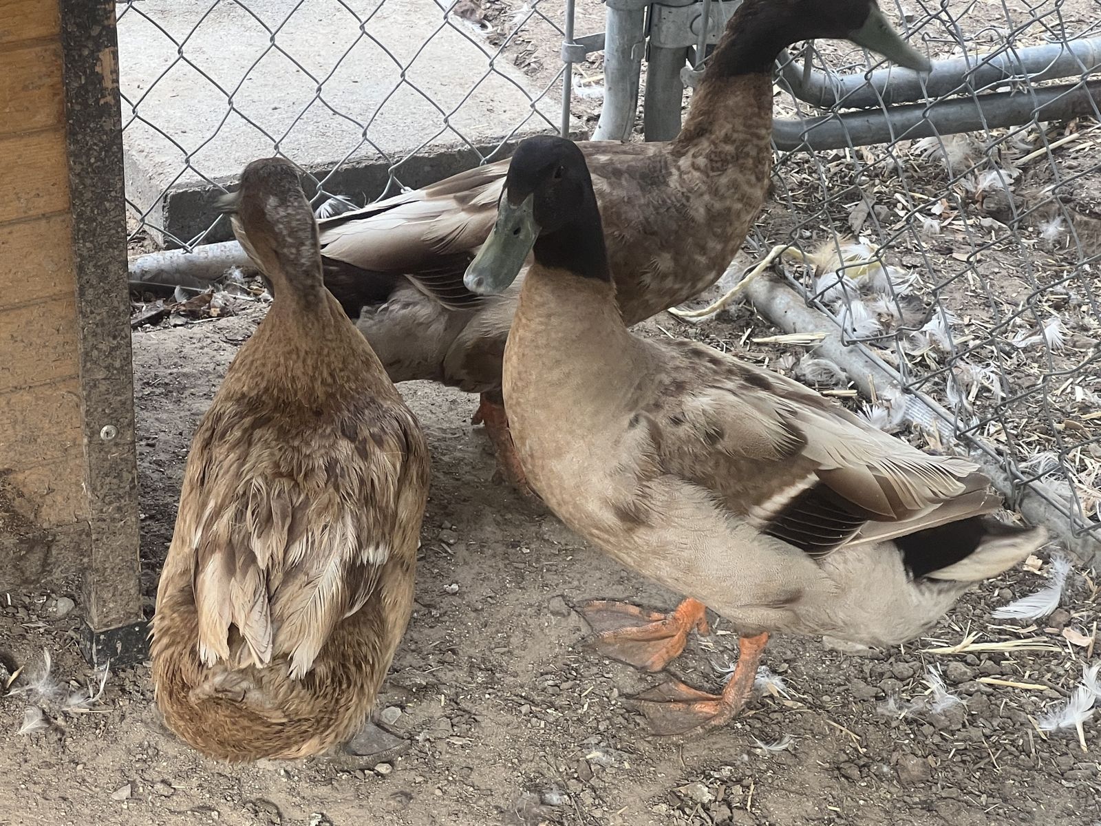Duck pair (Khaki Campbell)