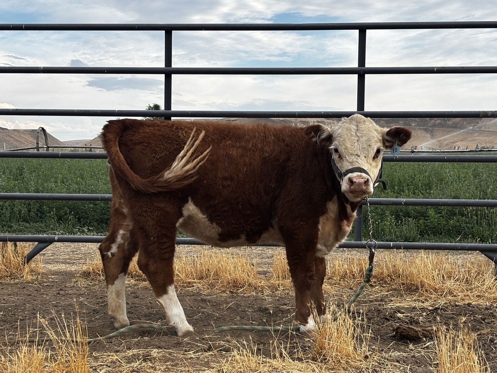 Registered Miniature Mini Hereford Heifer