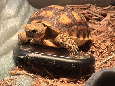 Tortoise For Sale