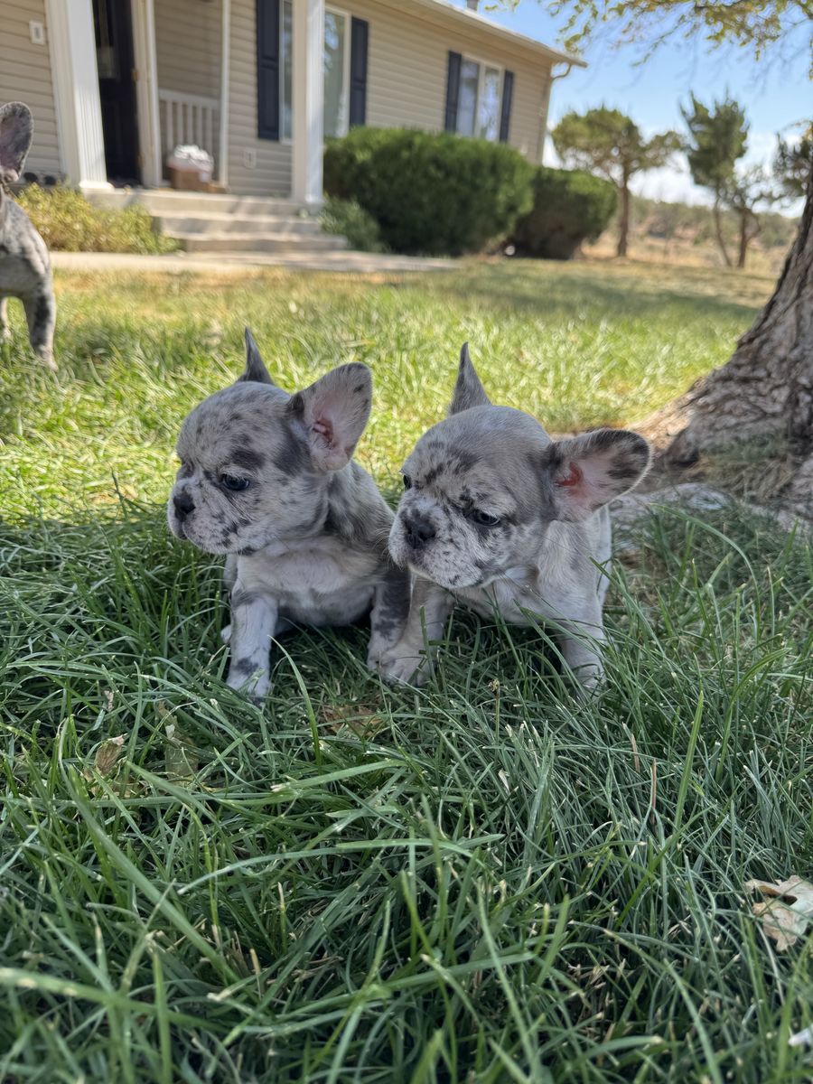 French Bulldog Puppies