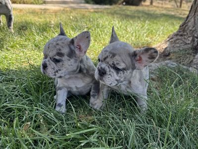 French Bulldog Puppies