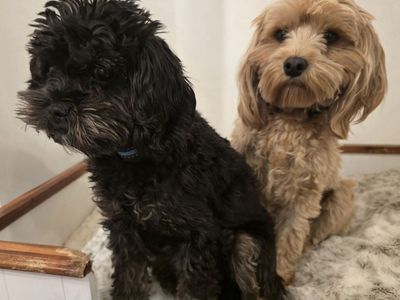 Cavapoo Siblings