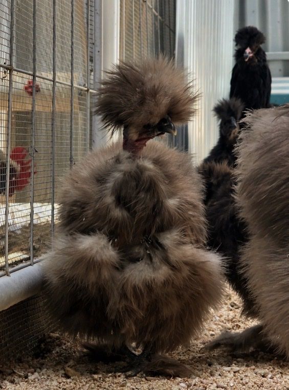 Looking For Showgirl Silkies