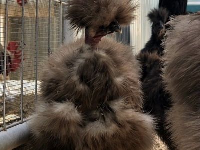 Looking For Showgirl Silkies