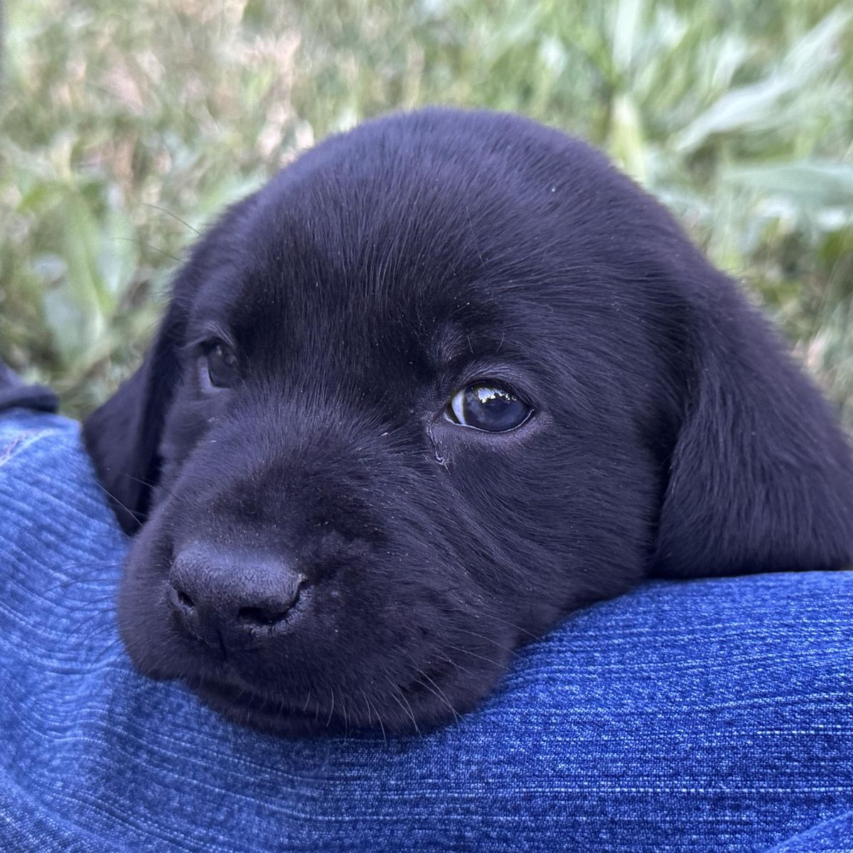 Top-Tier AKC Lab Puppies: Compact, Elite Hunting & Competition Companions