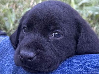 Top-Tier AKC Lab Puppies: Compact, Elite Hunting & Competition Companions