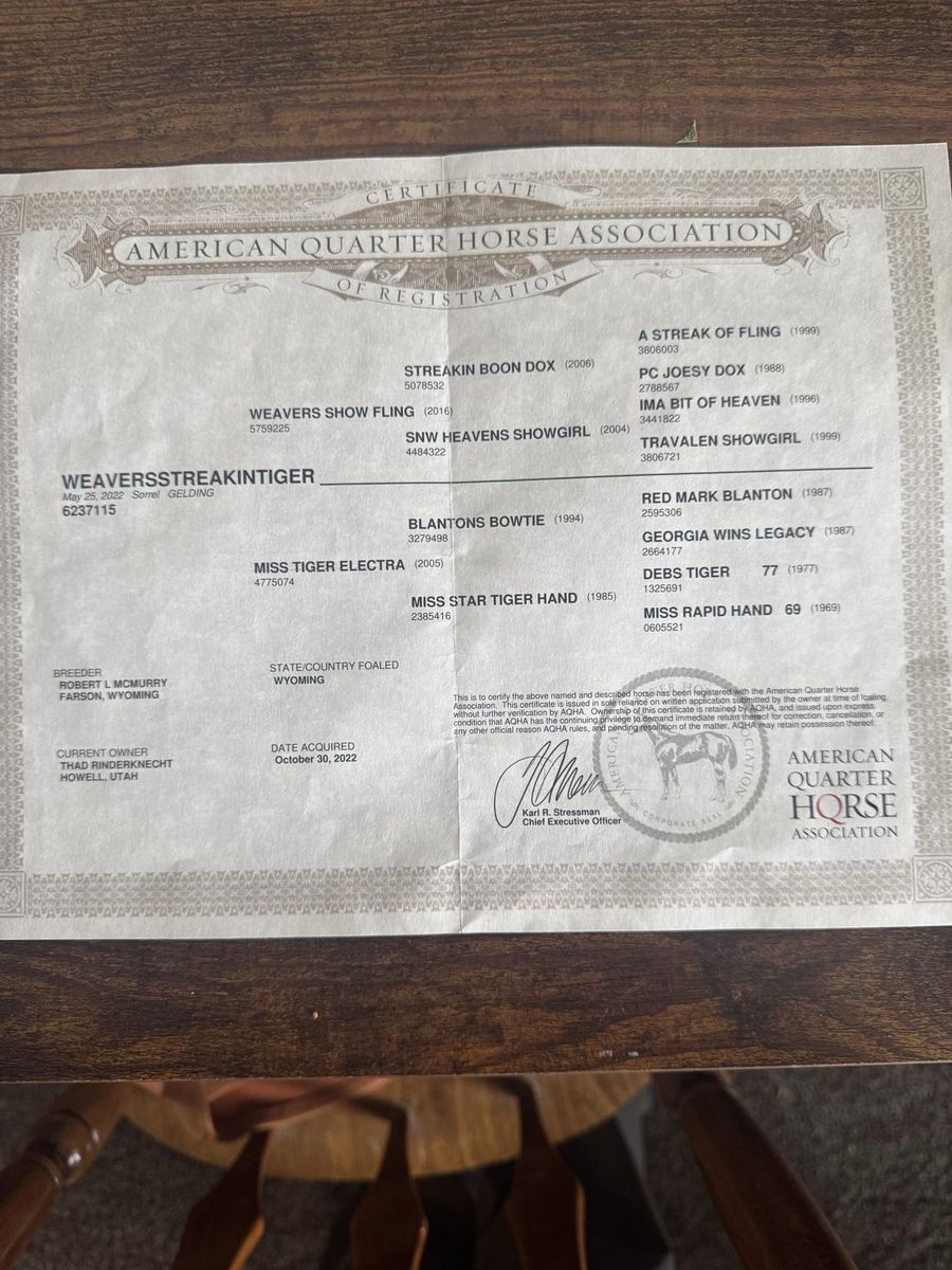 Rope Horse/ranch Horse