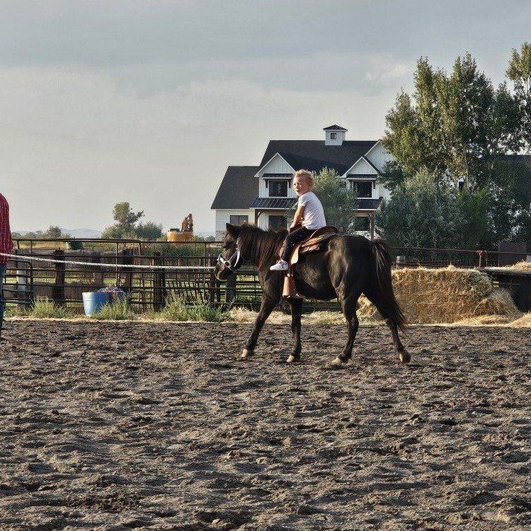 Companion pony