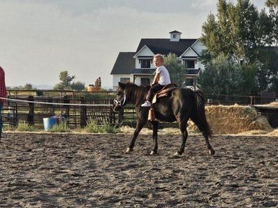 Companion pony