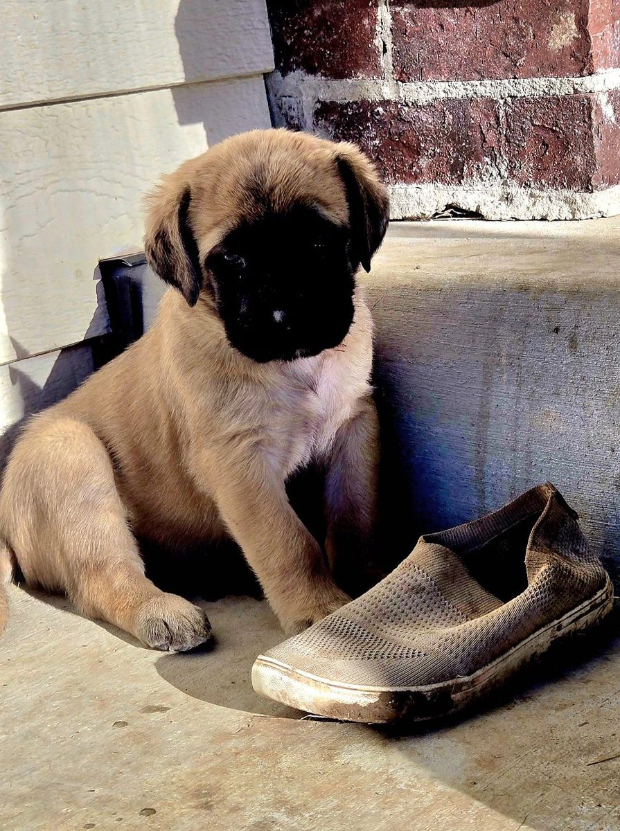 English Mastiff Puppies for Sale